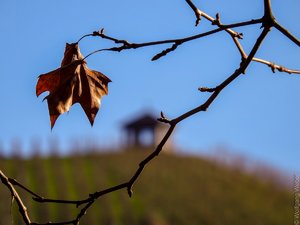 klein_2015-12-10 - Park 361.jpg