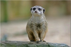 Bild - 11.jpg Bild - 11.jpg