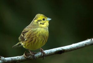 GoldammerAst0.jpg GoldammerAst0.jpg