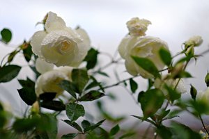 2015-12-14_004122_RUNDGANG  FUJI.jpg