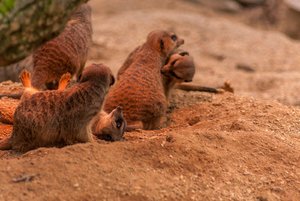 comp_IMG_0869.jpg comp_IMG_0869.jpg