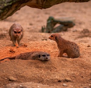 comp_IMG_0855.jpg comp_IMG_0855.jpg