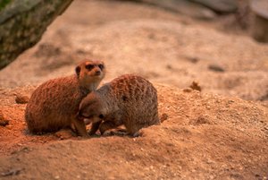 comp_IMG_0868.jpg comp_IMG_0868.jpg