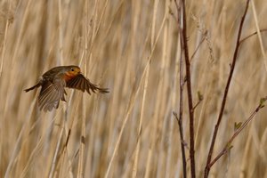 comp_19863-rotkehlchen-flug.jpg