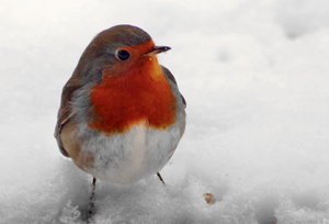 Rotkehlchen Schnee gut.JPG