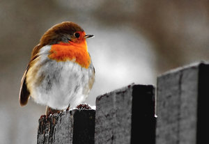 Rotkehlchen gutlalala.JPG