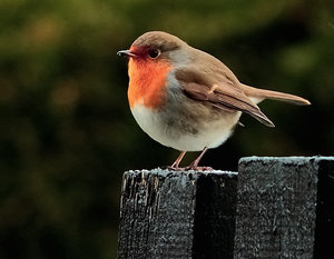 Rotkehlchen lalala.JPG