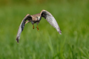 12080-falke-im-tiefflug.jpg 12080-falke-im-tiefflug.jpg