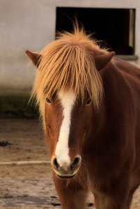 Islandpferde05_Burkheim181112.jpg Islandpferde05_Burkheim181112.jpg