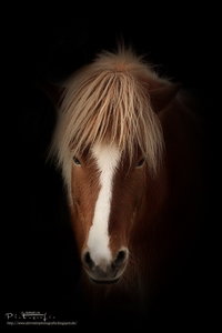 Islandpferde05_Burkheim181112a.jpg Islandpferde05_Burkheim181112a.jpg