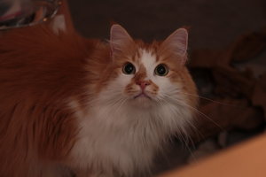 IMG_6743a.jpg IMG_6743a.jpg