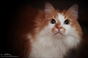 IMG_6743.JPG IMG_6743.JPG