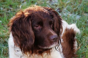 Forum DSC06093 Nex 5r + Viv 2,8 135CF (c) PPf.jpg