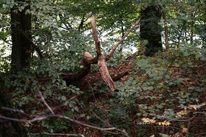 Forum DSC02635_1 Der hölzerne Elch (c) PPf.jpg