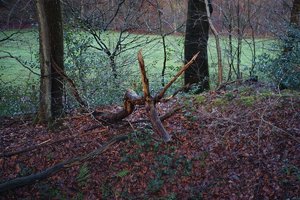 Forum DSC06161 (c) PPf.jpg