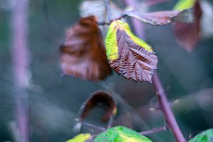 2015-08-00_004694_OLYMPUS-1.jpg 2015-08-00_004694_OLYMPUS-1.jpg