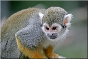 Totenkopfaeffchen - 3.jpg Totenkopfaeffchen - 3.jpg