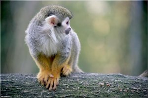 Totenkopfaeffchen - 2.jpg Totenkopfaeffchen - 2.jpg