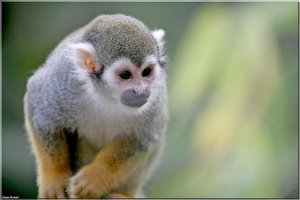 Totenkopfaeffchen - 6.jpg Totenkopfaeffchen - 6.jpg