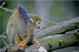 Totenkopfaeffchen - 11.jpg Totenkopfaeffchen - 11.jpg