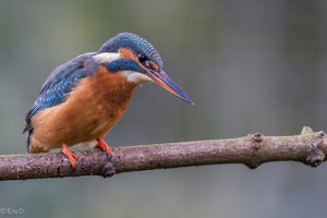 _DX_0051-1-3.jpg _DX_0051-1-3.jpg