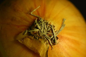 IMG_8450.JPG IMG_8450.JPG