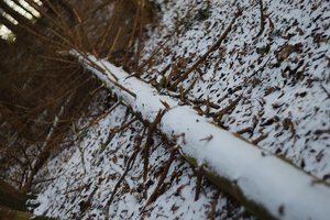 Forum DSC07068 Nex 5r + Pentacon 1,8 50mm (c) PPf.jpg