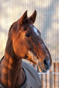 2016-01-14_004804_CZJ SONNAR 4-135.jpg