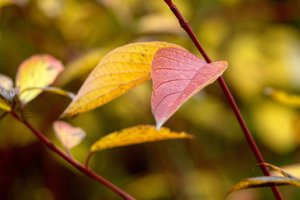 0003048-CZJ 4-135mm-f4.jpg