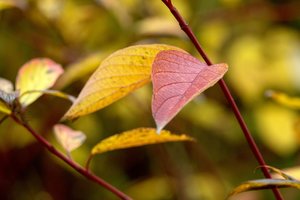 0003049-CZJ 4-135mm-f4.5.jpg