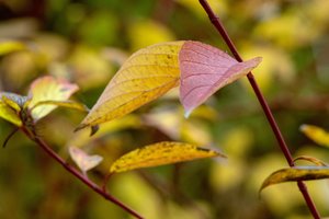 0003052-CZJ 4-135mm-f5.6.jpg