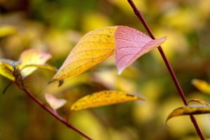 0003055-CZJ 4-135mm-f4.jpg