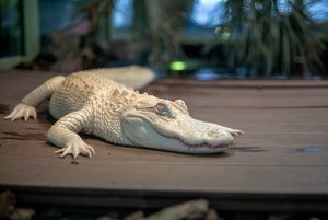 comp_IMG_6772.jpg comp_IMG_6772.jpg