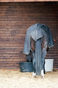 0004901_HIPPO-PFERDEHOF.jpg 0004901_HIPPO-PFERDEHOF.jpg