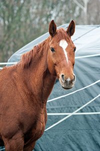 0004916_HIPPO-PFERDEHOF.jpg 0004916_HIPPO-PFERDEHOF.jpg