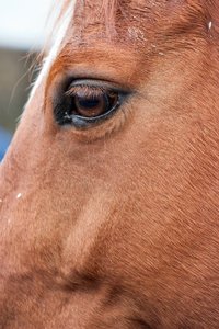 0004903_HIPPO-PFERDEHOF.jpg 0004903_HIPPO-PFERDEHOF.jpg