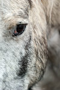 0004913_HIPPO-PFERDEHOF.jpg 0004913_HIPPO-PFERDEHOF.jpg