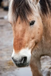 0004899_HIPPO-PFERDEHOF.jpg 0004899_HIPPO-PFERDEHOF.jpg