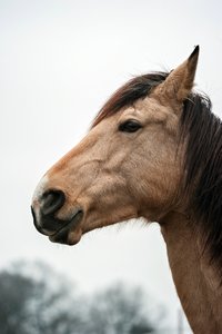 0004906_HIPPO-PFERDEHOF.jpg 0004906_HIPPO-PFERDEHOF.jpg