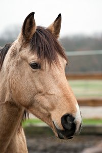0004919_HIPPO-PFERDEHOF.jpg 0004919_HIPPO-PFERDEHOF.jpg