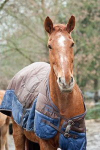 0004921_HIPPO-PFERDEHOF.jpg 0004921_HIPPO-PFERDEHOF.jpg