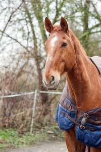 0004922_HIPPO-PFERDEHOF.jpg 0004922_HIPPO-PFERDEHOF.jpg