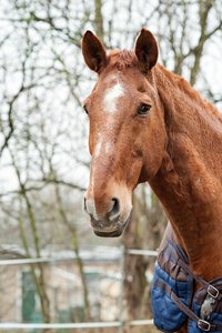 0004925_HIPPO-PFERDEHOF.jpg 0004925_HIPPO-PFERDEHOF.jpg