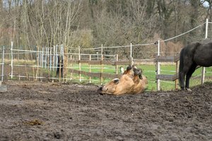 0004956_FUJI  XF  56  1.jpg