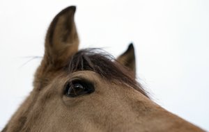 0004968_FUJI  XF  56  1.jpg