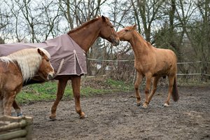 0004958_FUJI  XF  56  1.jpg