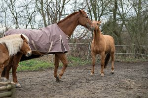 0004959_FUJI  XF  56  1.jpg