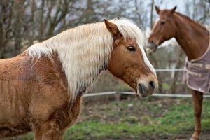 0004960_FUJI  XF  56  1.jpg