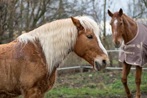 0004961_FUJI  XF  56  1.jpg