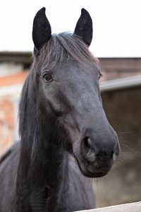 0004954_FUJI  XF  56  1.jpg